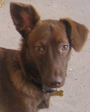 Tyson