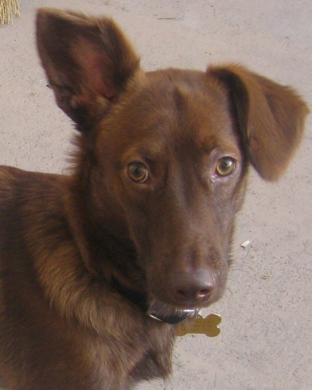 Tyson