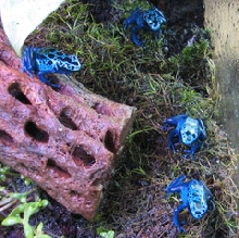 D. Azureus