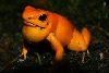 orange terribilis