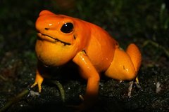 orange terribilis