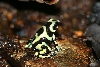 panama auratus