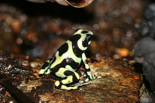panama auratus
