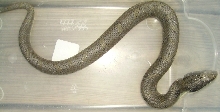 easternhognose1