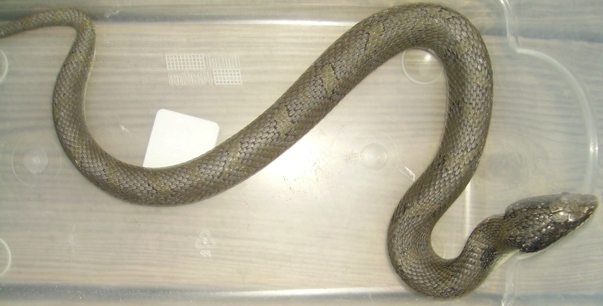 easternhognose1