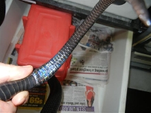Non inbred indigo tail