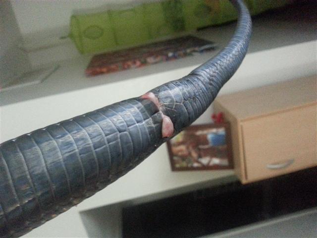E. Indigo tail issue