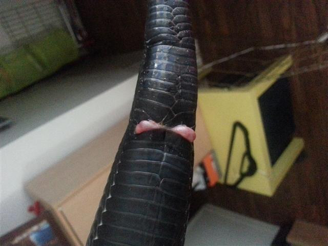 E. Indigo tail issue 2