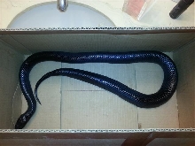 Indigo in box 1