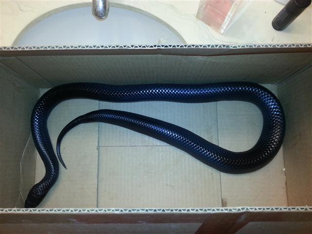 Indigo in box 1