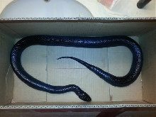 Indigo in box 2