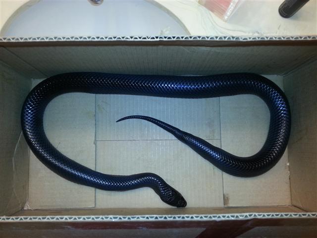 Indigo in box 2