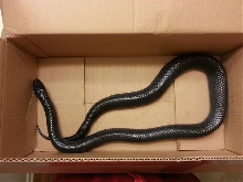 Indigo in box 3