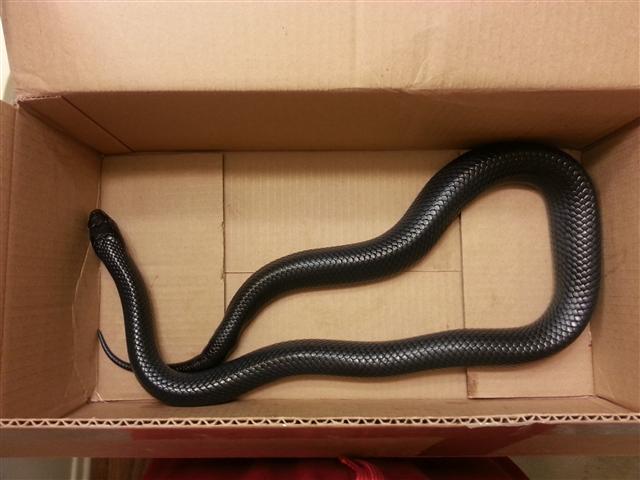 Indigo in box 3