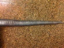 Female tail