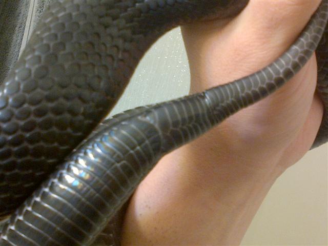 Indigo split scales