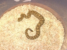 mystery rattlesnake