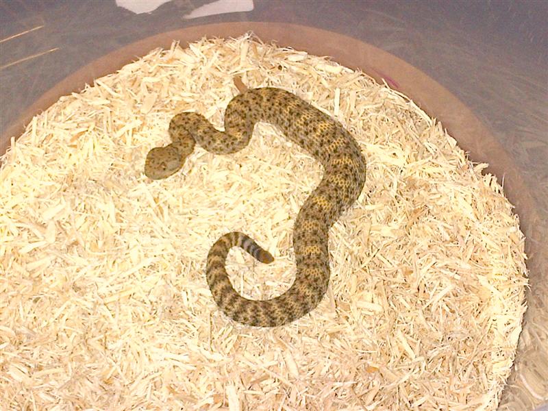 mystery rattlesnake