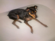 min pin