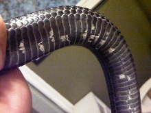 crackly scales