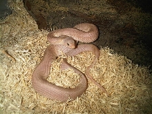 09 Pink SP
