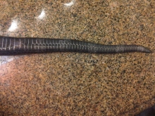 Male tail