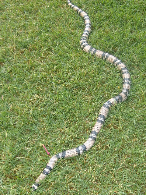 Anery Honduran female 2006