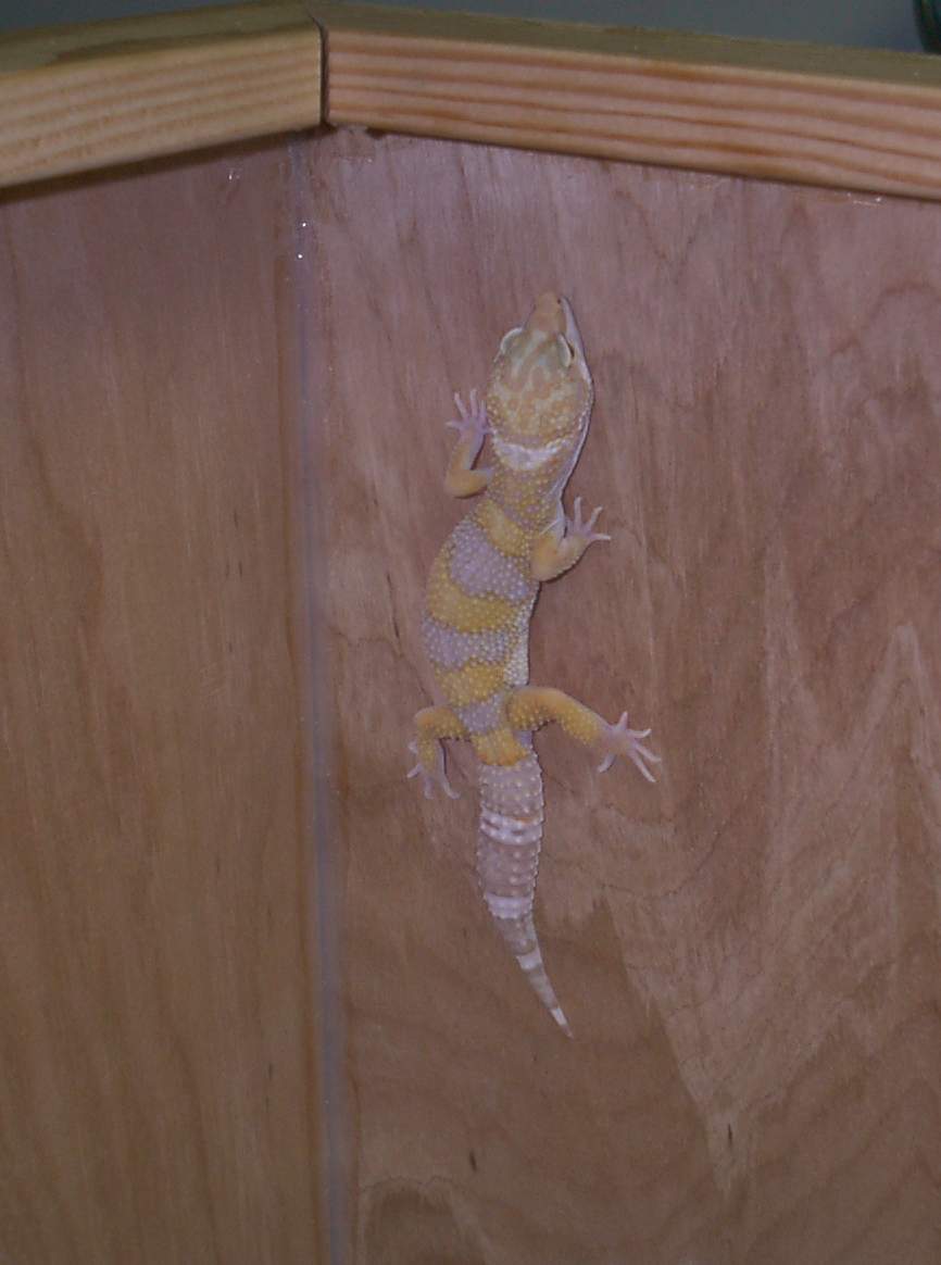 He's a climber