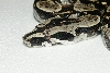 2007 B.C. longicuada female