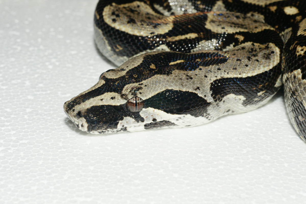 2007 B.C. longicuada female