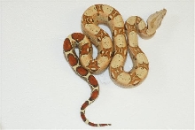 Pink Panther x2 Caramel Albino F 09