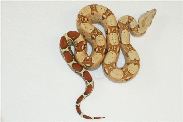 Pink Panther x2 Caramel Albino F 09