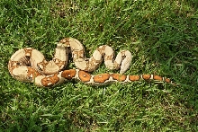 Jungle Female