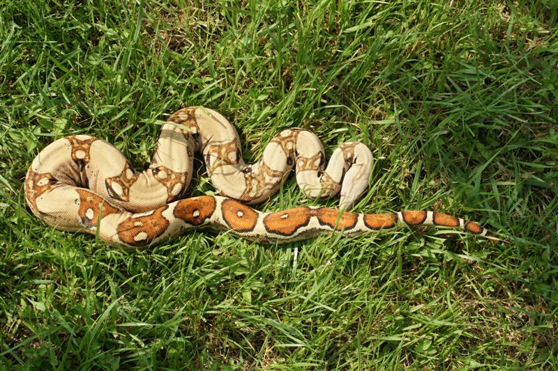 Jungle Female