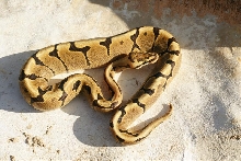 Woma Fire M