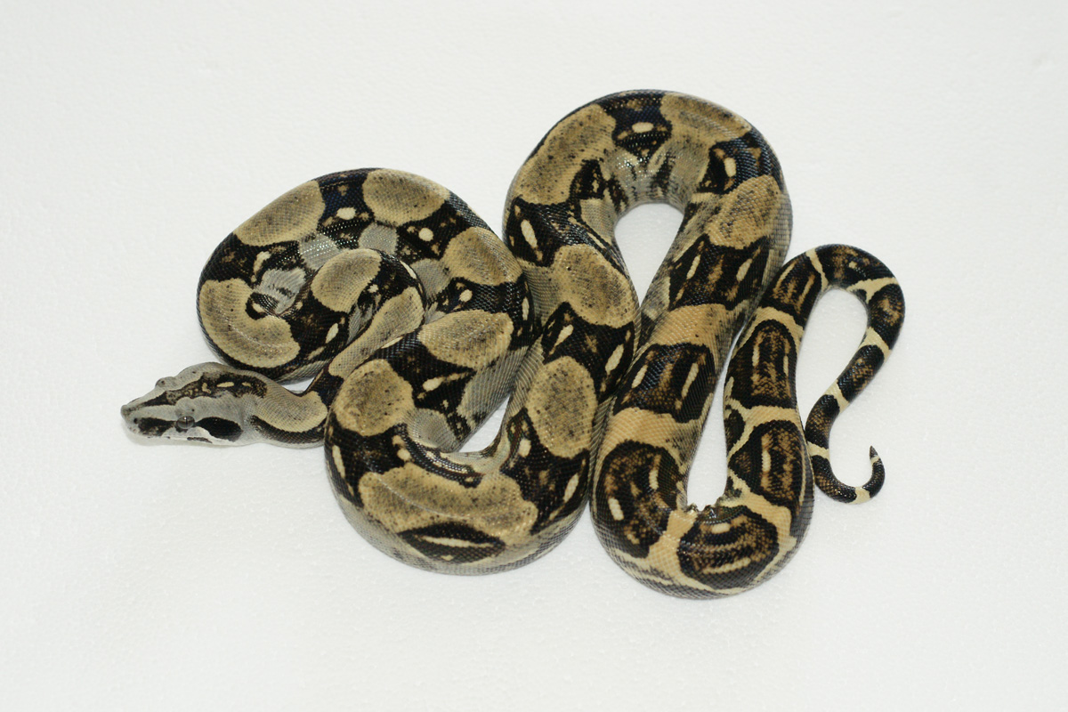 2007 B.C. longicuada male