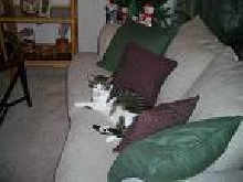 My kitty boy Chester