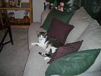 My kitty boy Chester