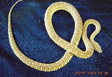 Bredlis Carpet Python - 1