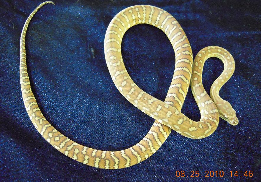 Bredlis Carpet Python - 1