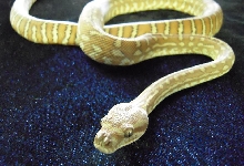 Bredlis Carpet Python - 2