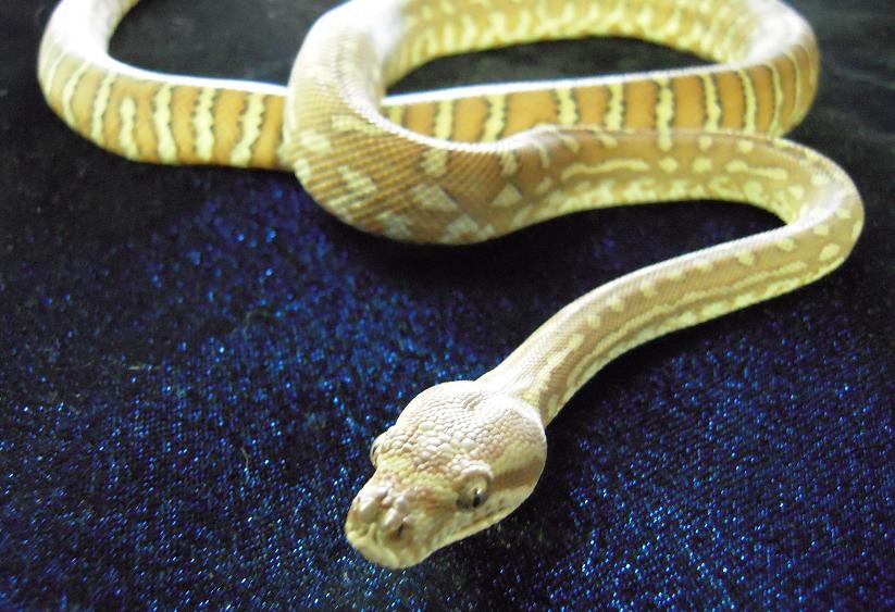 Bredlis Carpet Python - 2