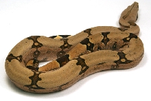 s. brazilian amarali_02