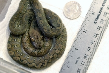 Kayuadi neonate