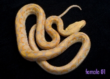 female 01