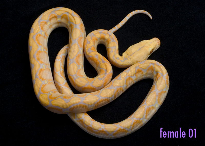 female 01