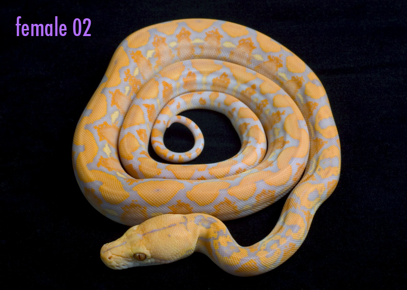 female 02