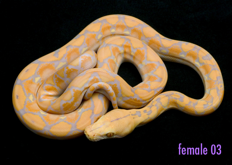 female 03