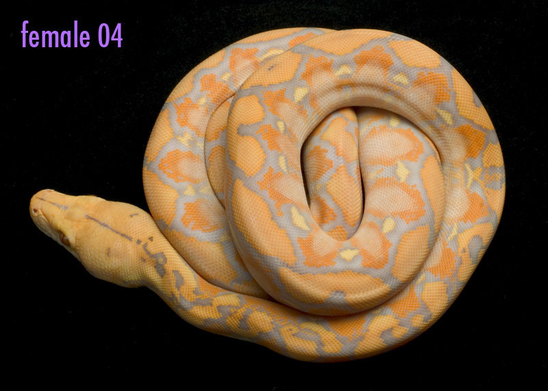 female 04 (not for sale)
