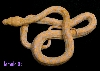 female 05